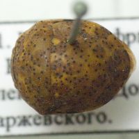 Sphaerocoris testudogrisea