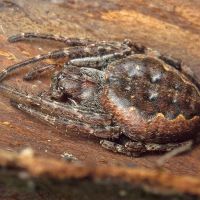 Nuctenea umbratica