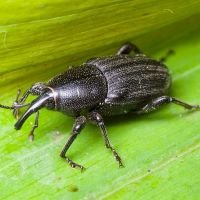 Sphenophorus striatopunctatus