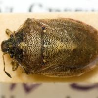 Podops (Opocrates) rectidens
