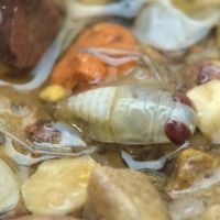 Corixidae