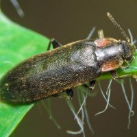 Phryganophilus auritus