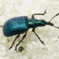 Involvulus (Teretriorhynchites) icosandriae