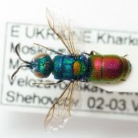 Chrysis scutellaris