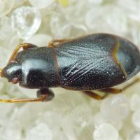 Plinthisus brevipennis