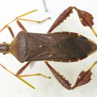 Leptoglossus oppositus