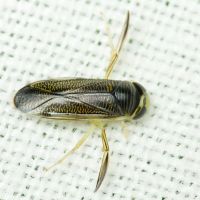Corixidae