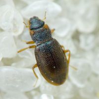 Hydraena (Hydraena) palustris