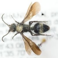Mutillidae
