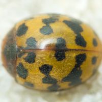 Subcoccinella vigintiquatuorpunctata