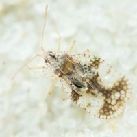 Stephanitis pyri