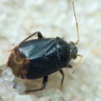 Polymerus holosericeus