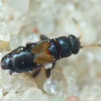 Ischnocoris hemipterus