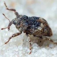 Acallocrates colonnellii