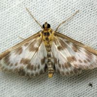Eurrhypara hortulata