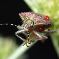 Dolycoris baccarum