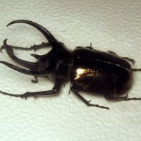 Chalcosoma atlas