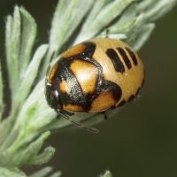 Tritomegas bicolor