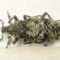 Pachycerus madidus