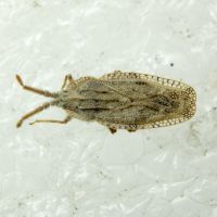 Tingis (Tingis) crispata