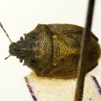 Podops (Opocrates) curvidens