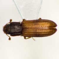 Bitoma crenata