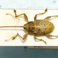 Curculio elephas