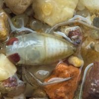 Corixidae