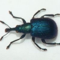 Involvulus (Teretriorhynchites) icosandriae