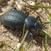 Tentyria nomas