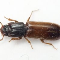 Aulonium ruficorne
