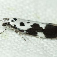 Ethmia quadrillella