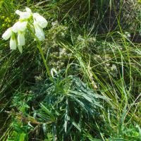 Onosma tanaiticum