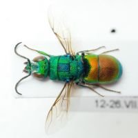 Chrysididae