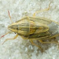 Aelia acuminata