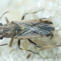 Ortholomus punctipennis