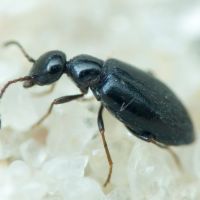 Anthicidae