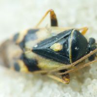 Polymerus (Poeciloscytus) brevicornis