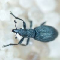 Pseudostenapion simum