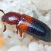 Corticeus (Corticeus) bicolor