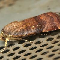 Noctua janthina