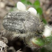 Tropinota hirta