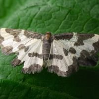 Lomaspilis marginata