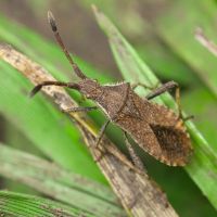 Coriomeris denticulatus