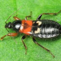 Prostemma sanguineum