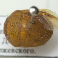 Sphaerocoris multipunctatus