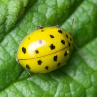 Psyllobora (Thea) vigintiduopunctata