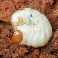 Cetonia aurata