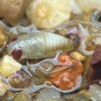 Corixidae