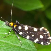 Euplocamus anthracinalis